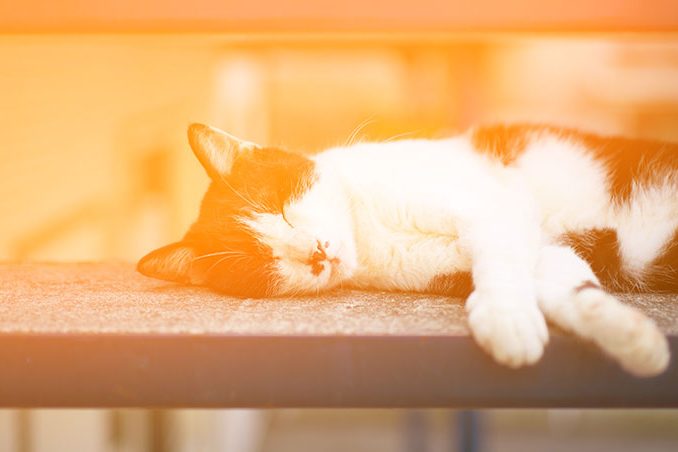 aes-renewable-incentives-domestic-header-1