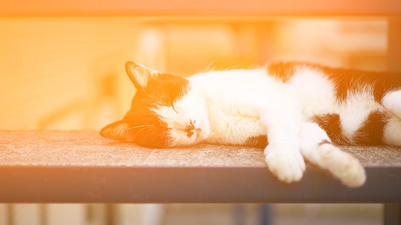 aes-renewable-incentives-domestic-header-1